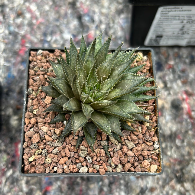 Haworthia meiringii