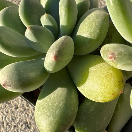 Graptopetalum amethystinum | La Joya de amatista