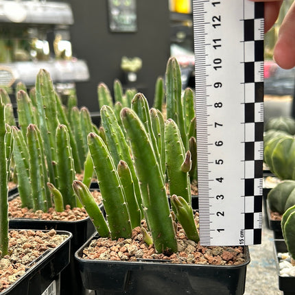 Stapelia leendertziae