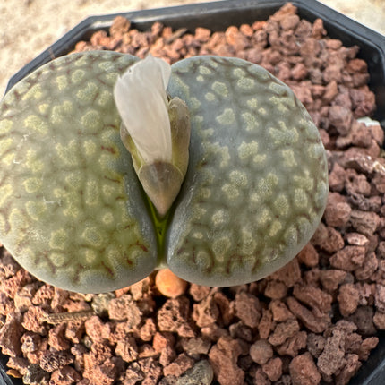Lithops hookeri var. hookeri C085