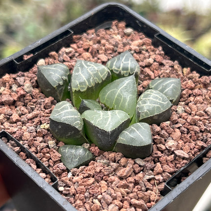 Haworthia bayeri