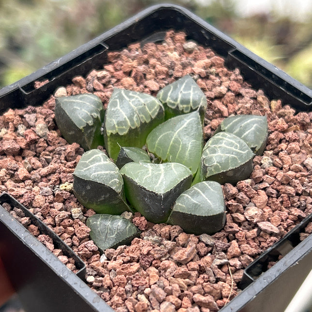 Haworthia bayeri