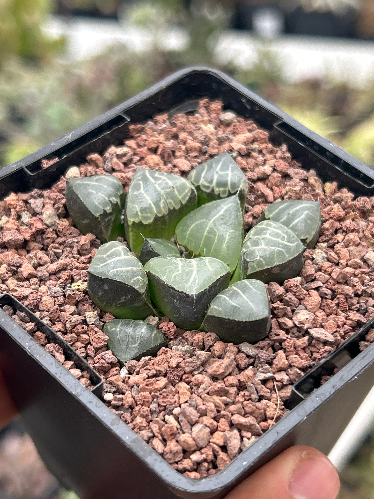 Haworthia bayeri