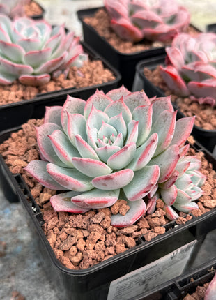 Echeveria 'Tamina'