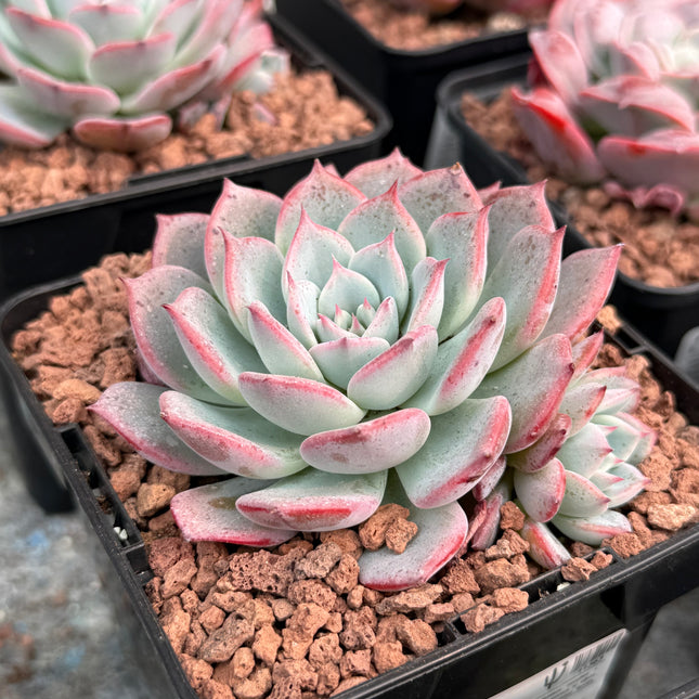 Echeveria ‘Tamina’