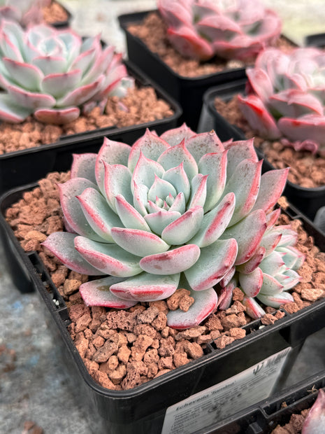 Echeveria ‘Tamina’