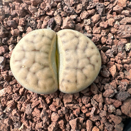 Lithops karasmontana subsp. bella C295