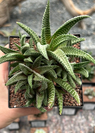 Haworthiopsis scabra x limifolia striata
