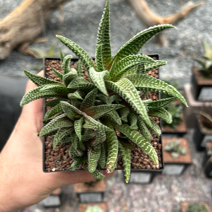 Haworthiopsis scabra x limifolia striata