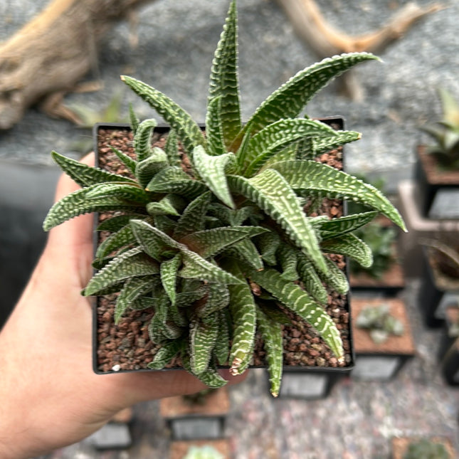 Haworthiopsis scabra x limifolia striata