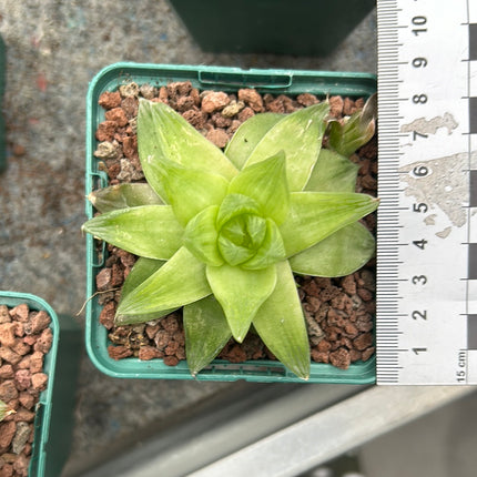Haworthia cymbiformis 'Mark Jacobs'