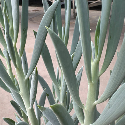 Senecio ficoides