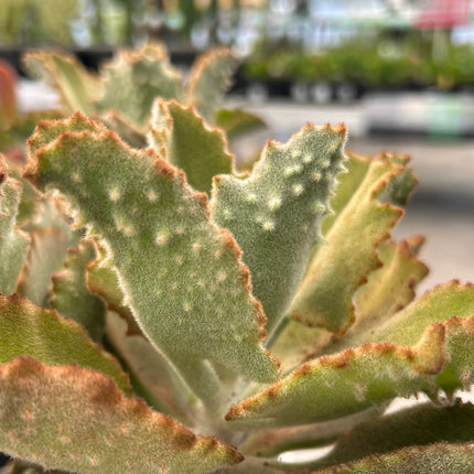 Kalanchoe behariensis 'Fang'