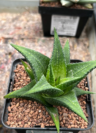 Haworthiopsis venosa var. woolleyi x H. limifolia