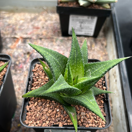 Haworthiopsis venosa var. woolleyi x H. limifolia
