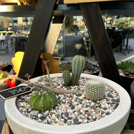 Cactus Composition #3 (Pickup in store)