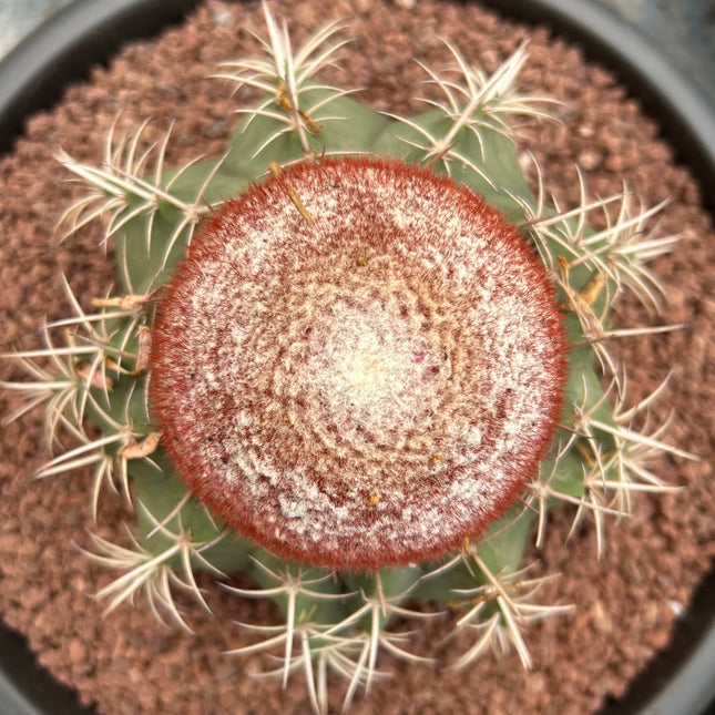 Melocactus axiniphorus