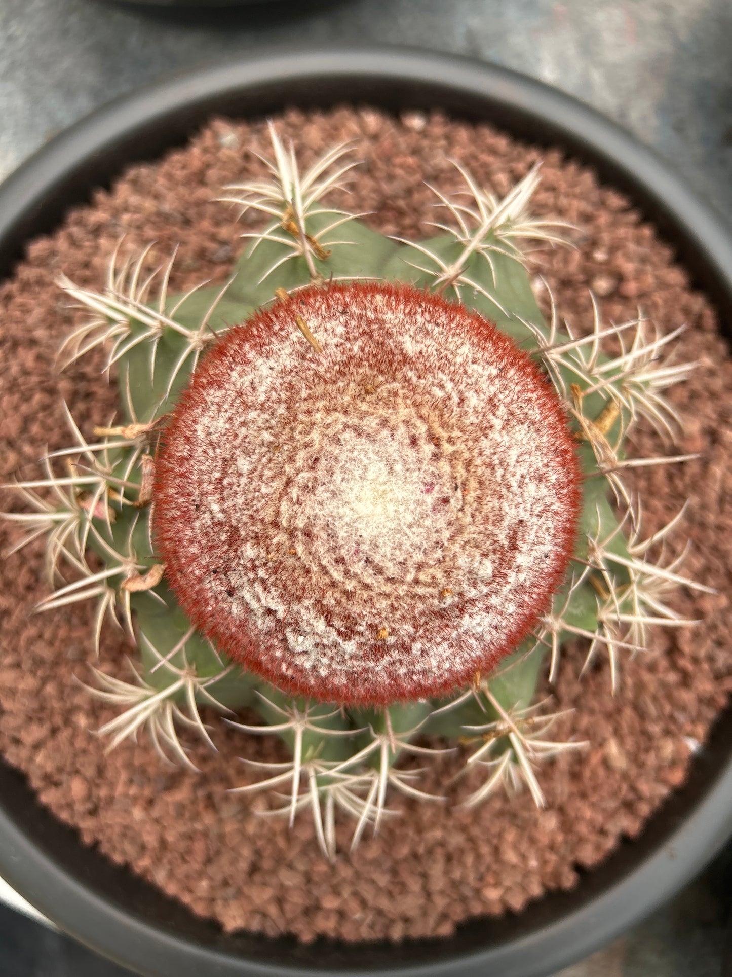 Melocactus axiniphorus