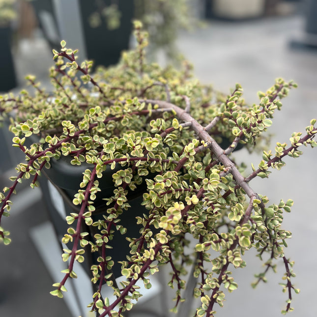 Portulacaria afra f. variieren