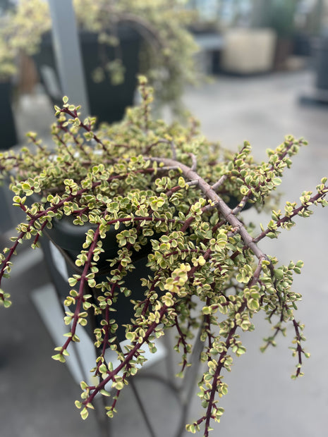 Portulacaria afra f. variieren
