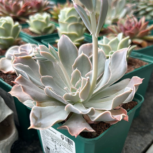 Echeveria shaviana