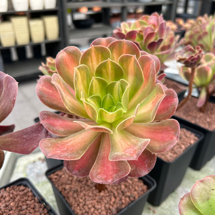 Aeonium 'Madeira rose'