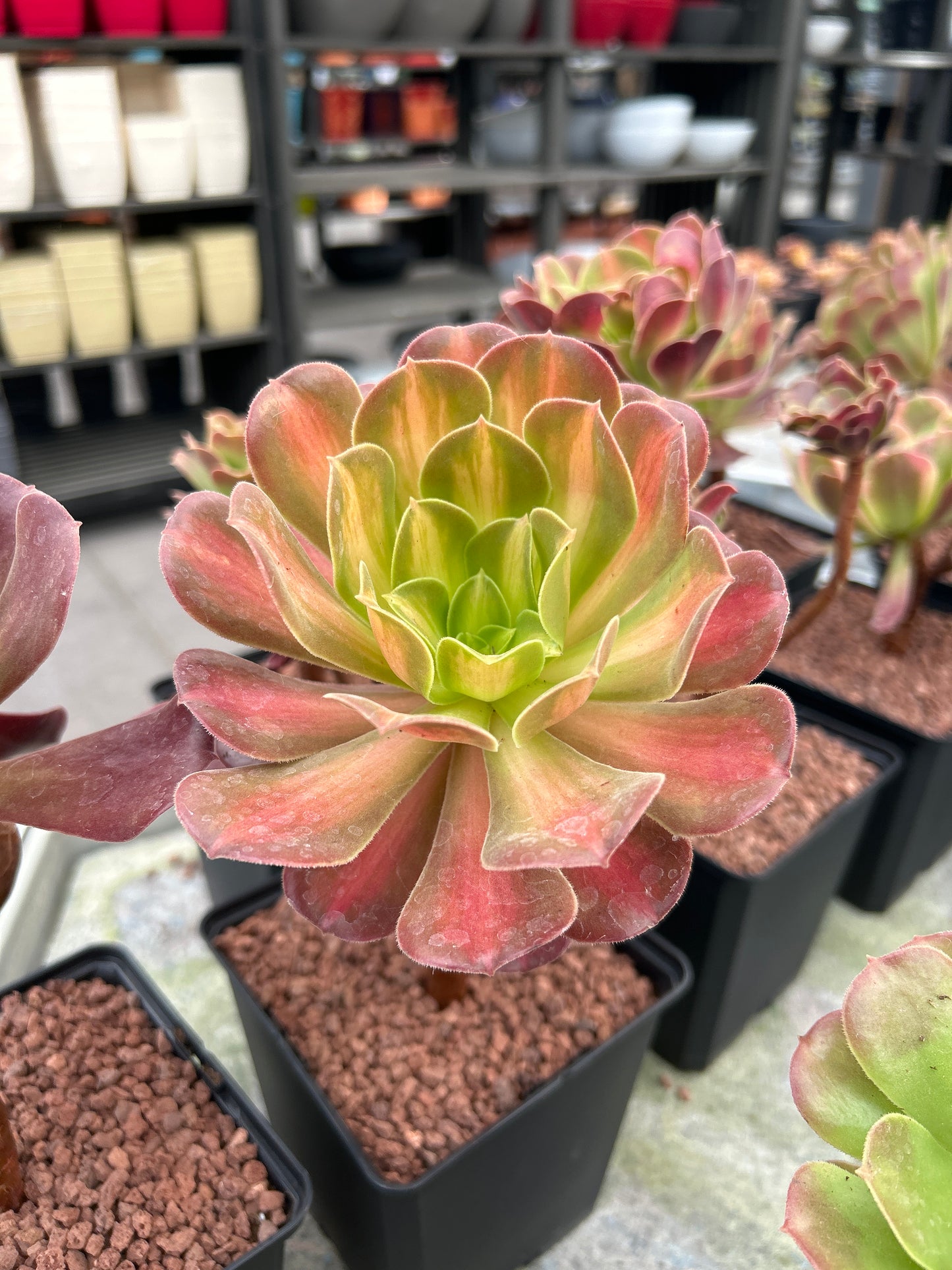 Aeonium ‘Madeira rose’