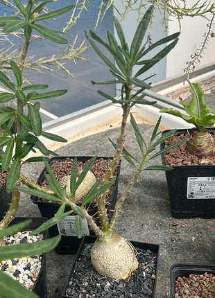 Pachypodium bispinosum