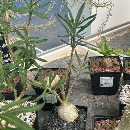 Pachypodium bispinosum