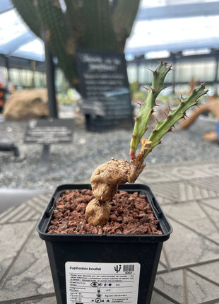 Euphorbia knuthii