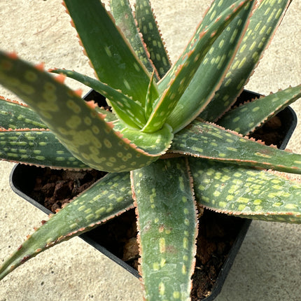 Aloe 'Carola'