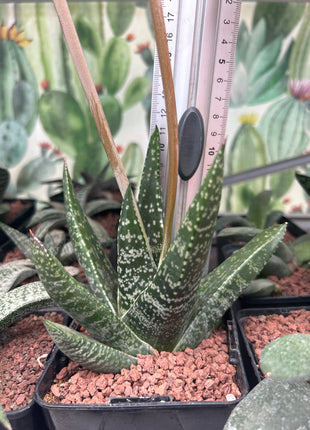 Gasteria excelsa