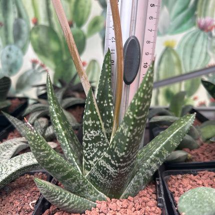Gasteria excelsa
