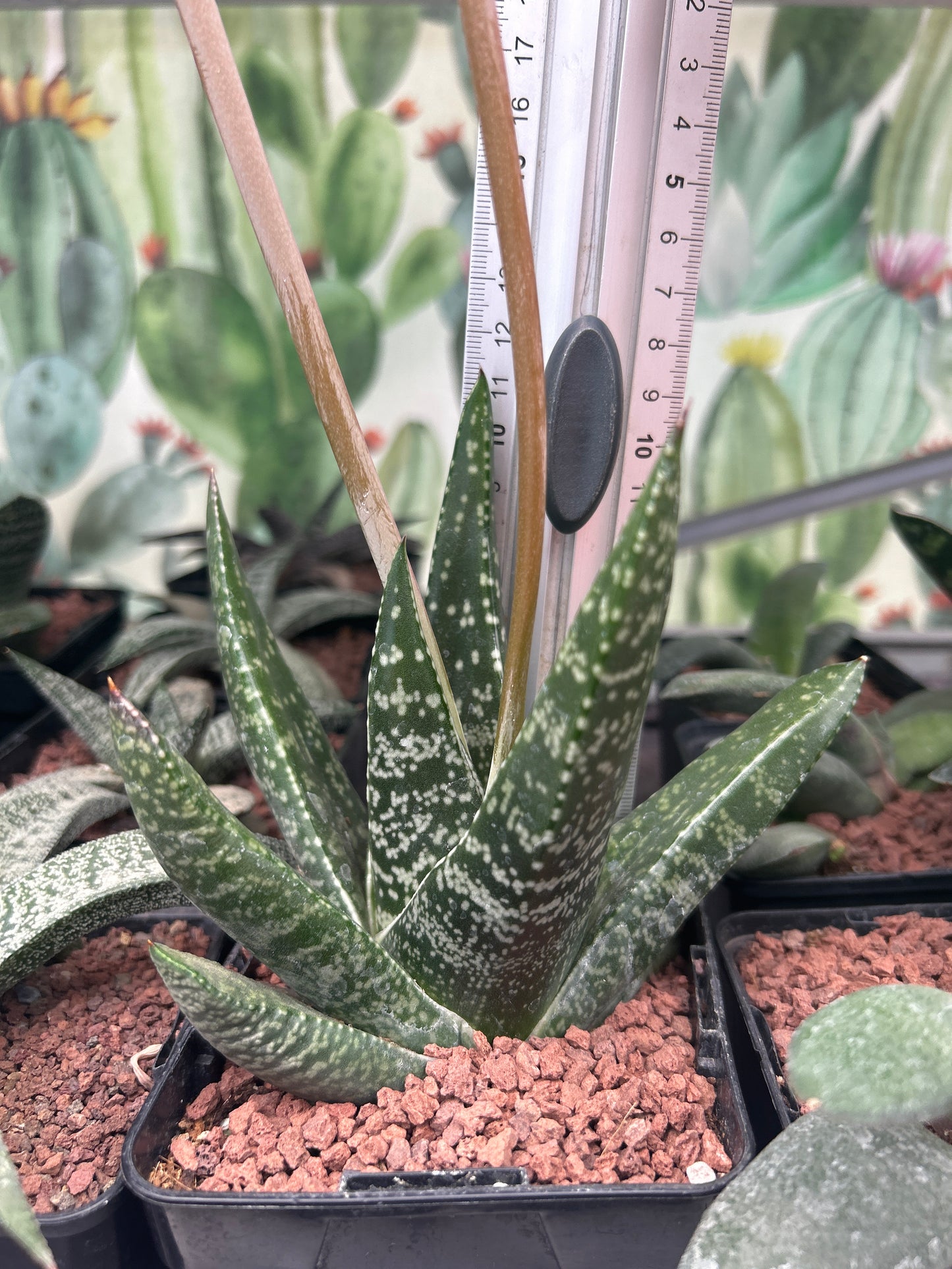 Gasteria excelsa