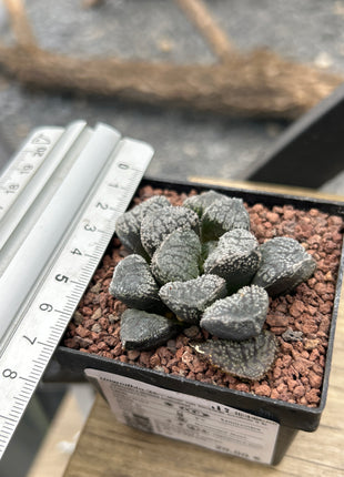 Haworthia 'Mordor'