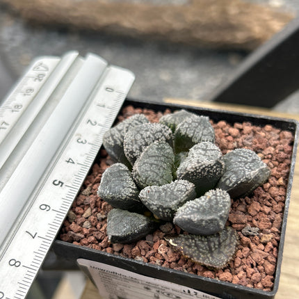 Haworthia 'Mordor'