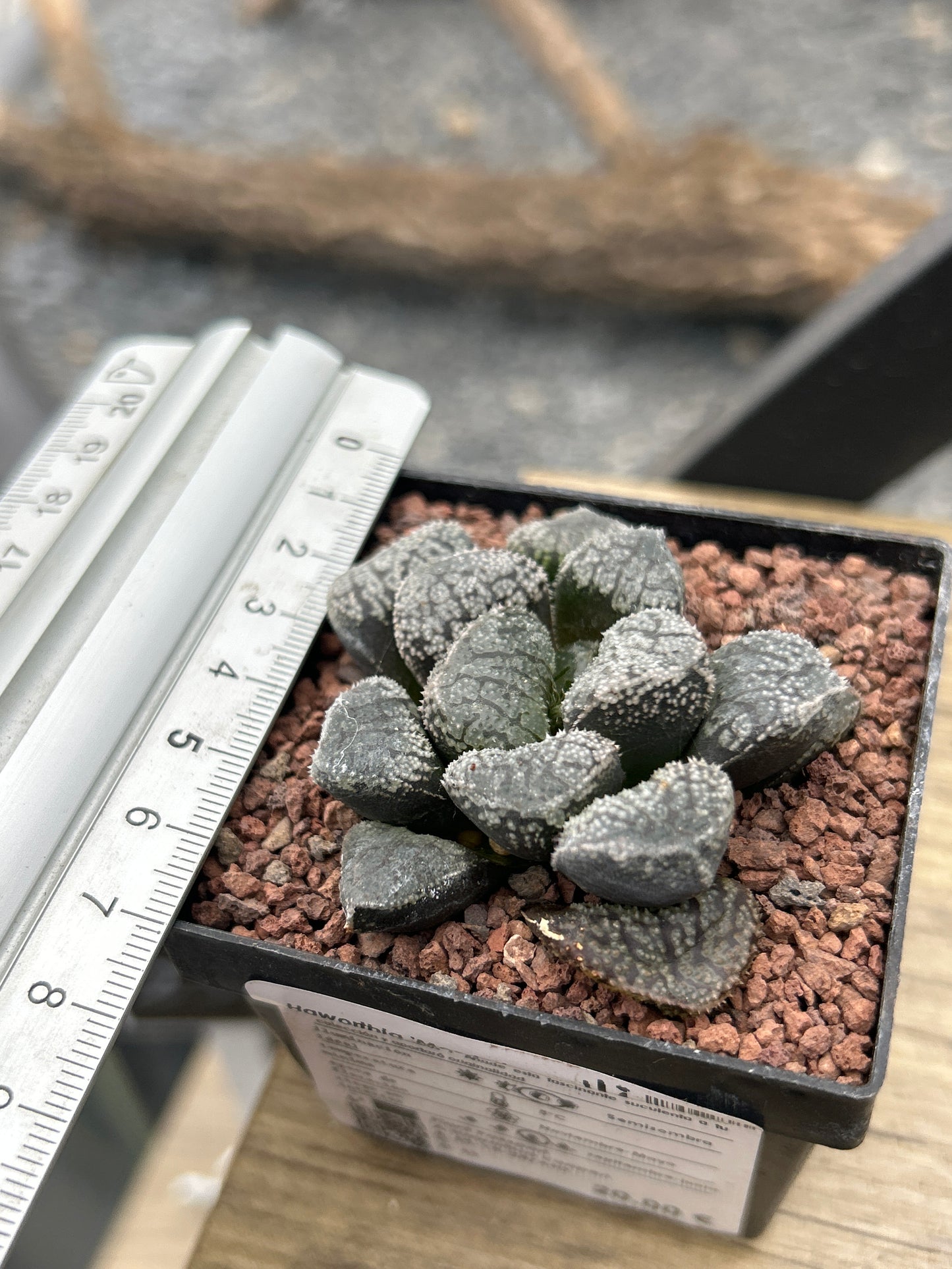 Haworthia 'Mordor'