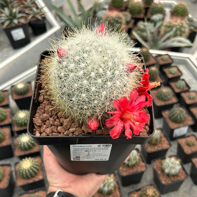 Mammillaria senilis