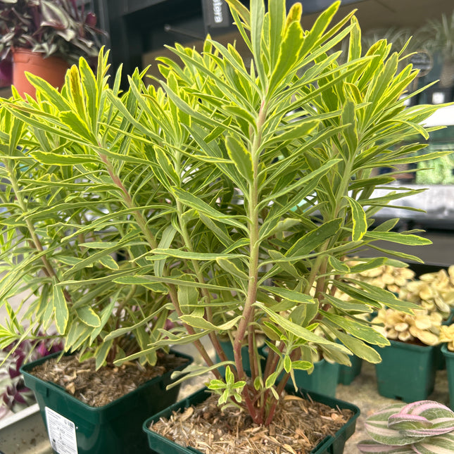 Euphorbia x martinii „Ascot Rainbow“