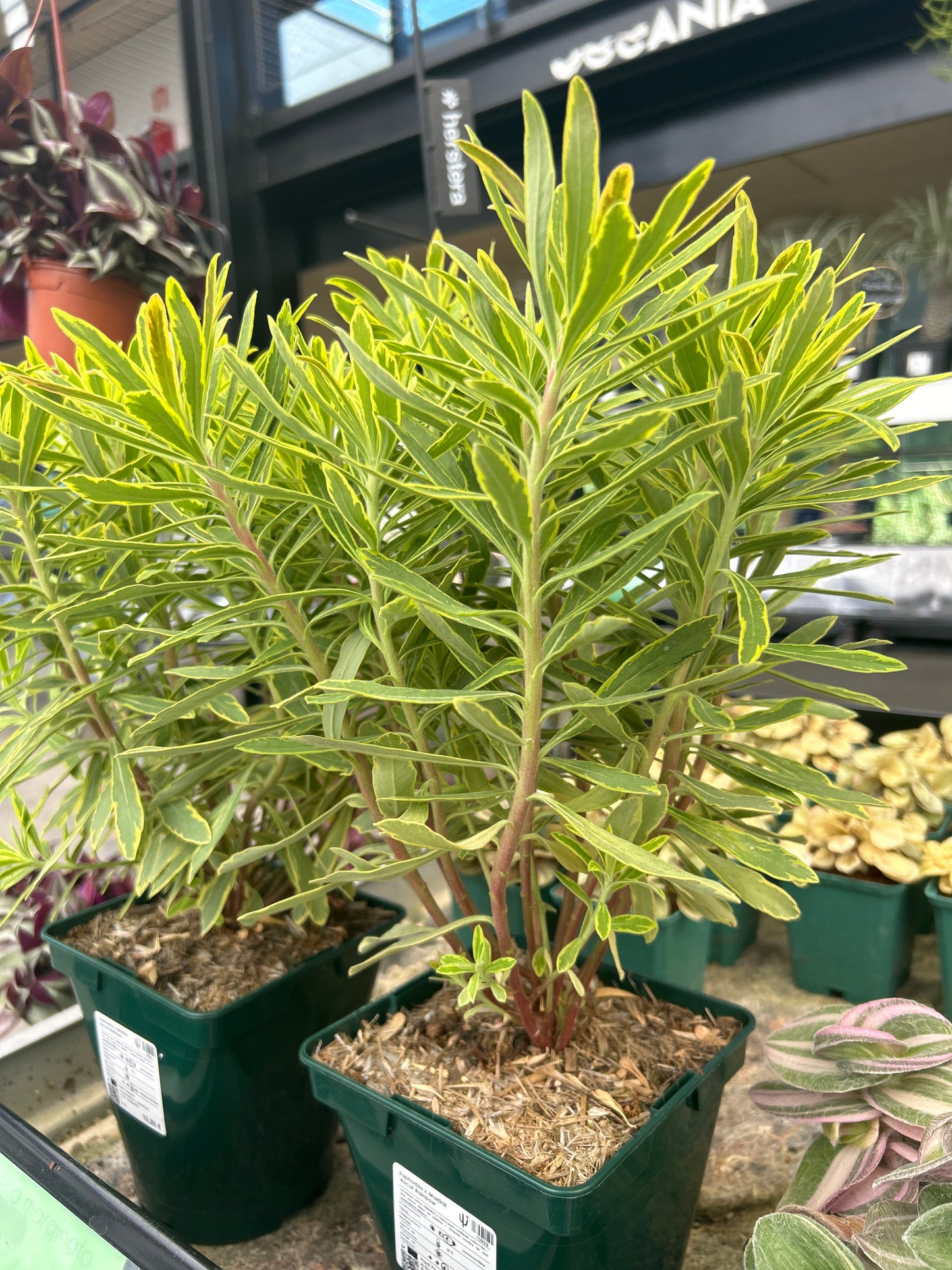 Euphorbia x martinii "Ascot Rainbow"