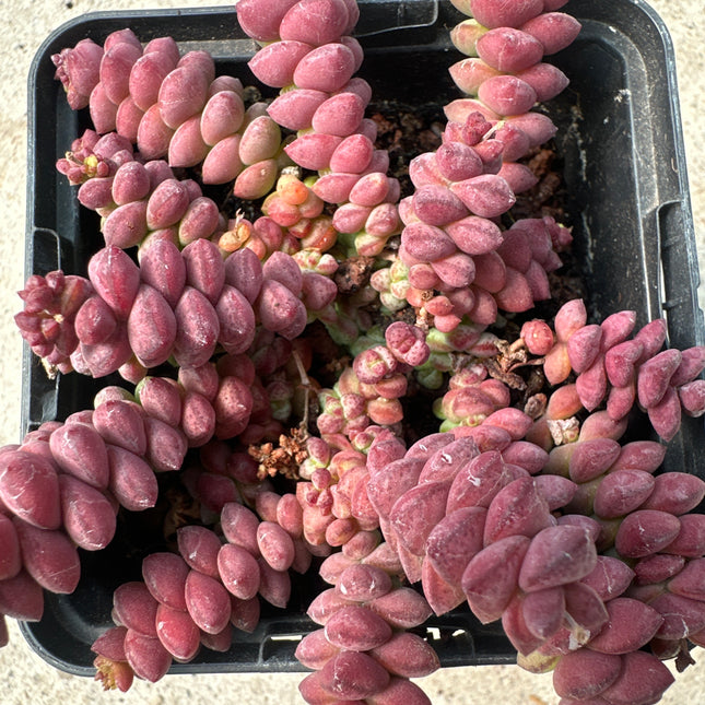Crassula rupestris subsp. marnieriana ‘ Hottentot’ | Accordéon rouge