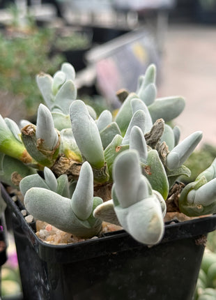 Gibbaeum pubescens subsp. pubescens