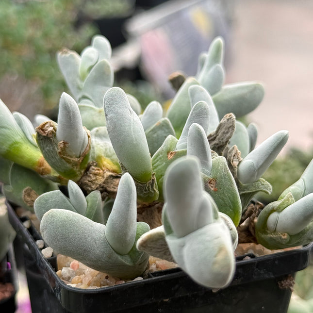 Gibbaeum pubescens subsp. pubescens