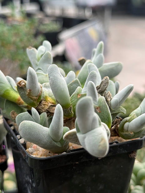 Gibbaeum pubescens subsp. pubescens