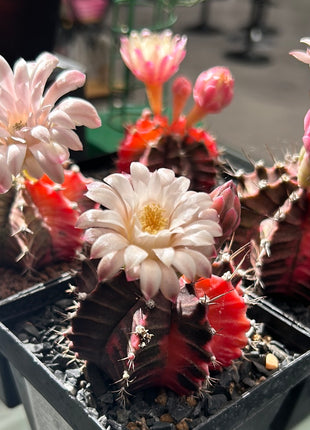 Gymnocalycium mihanovichii ‘Hibotan-nishikii’