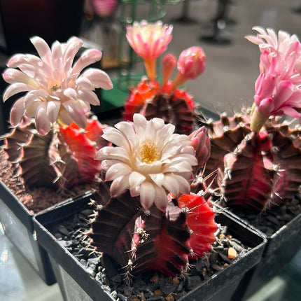 Gymnocalycium mihanovichii cv. 'Hibotan-nishikii'