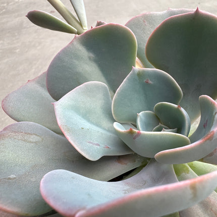 Echeveria ‘Pink Diamond' |Echeveria Diamante Rosa