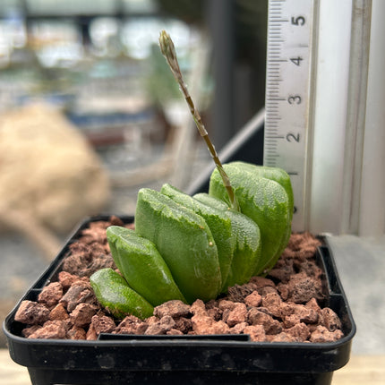 Haworthia truncata cv. lime green