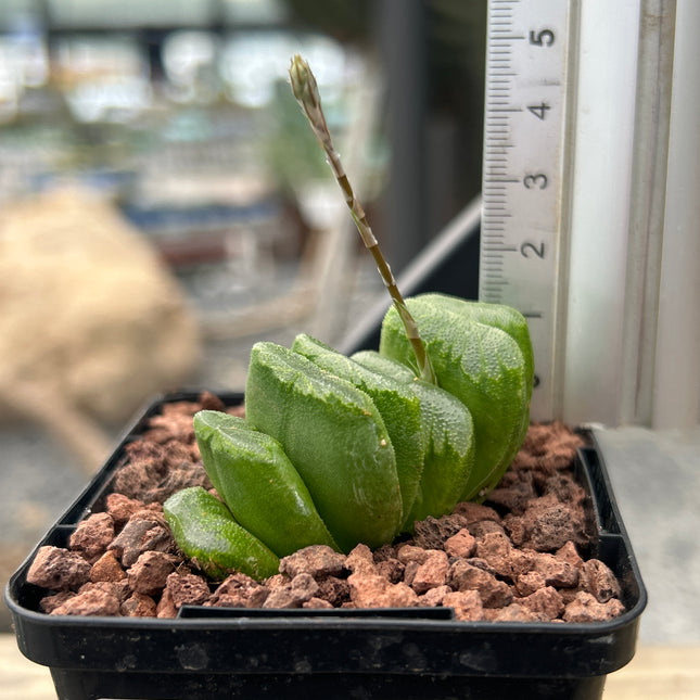 Haworthia truncata cv. lime green