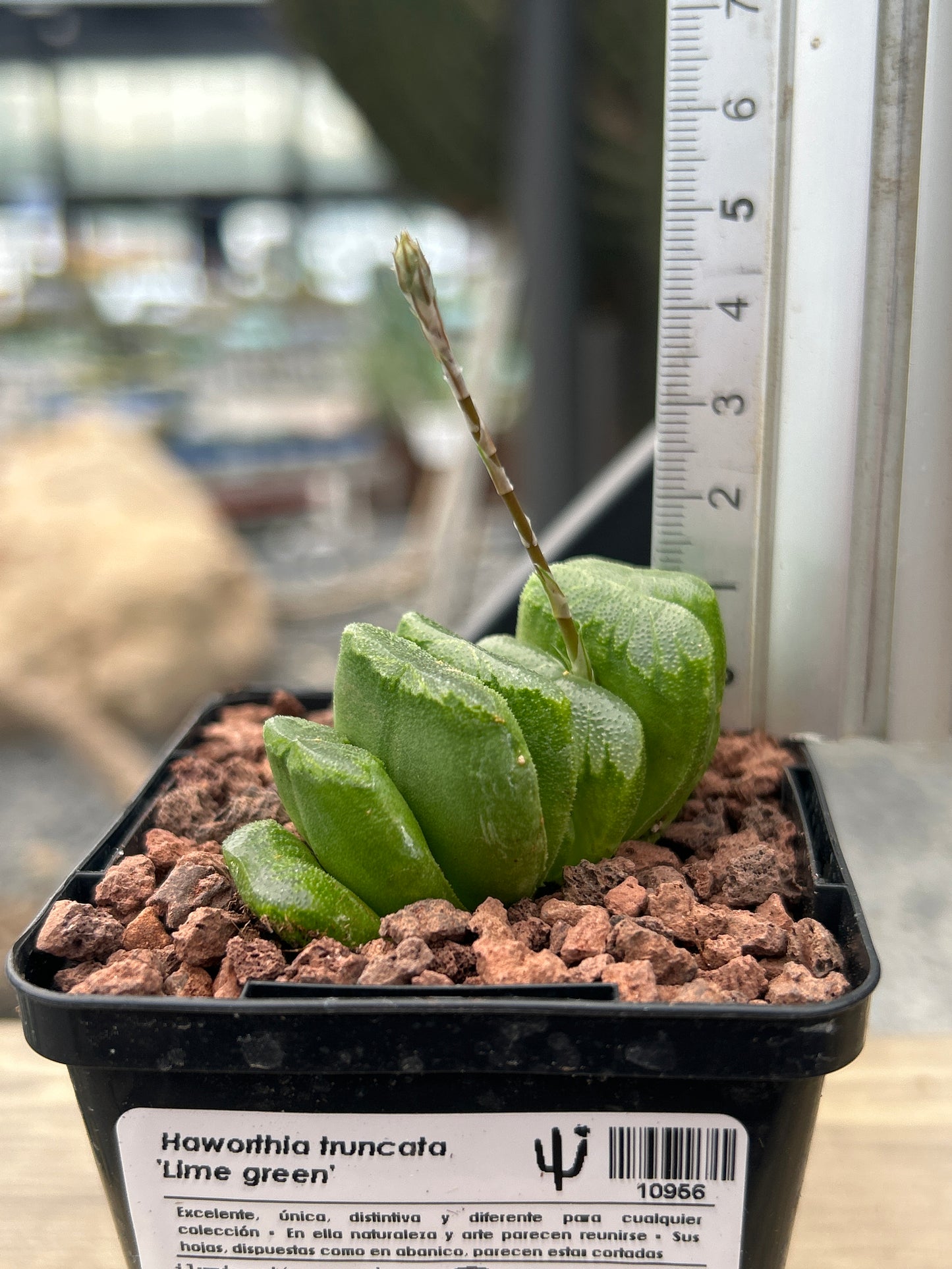 Haworthia truncata 'Lime Green'